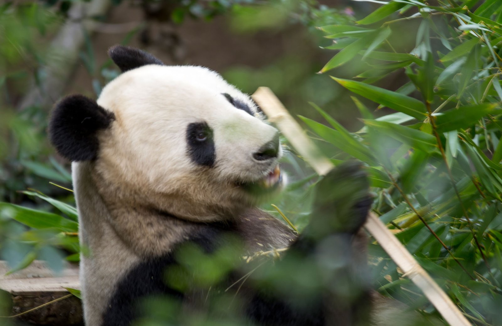 San Diego Zoo Part I 186